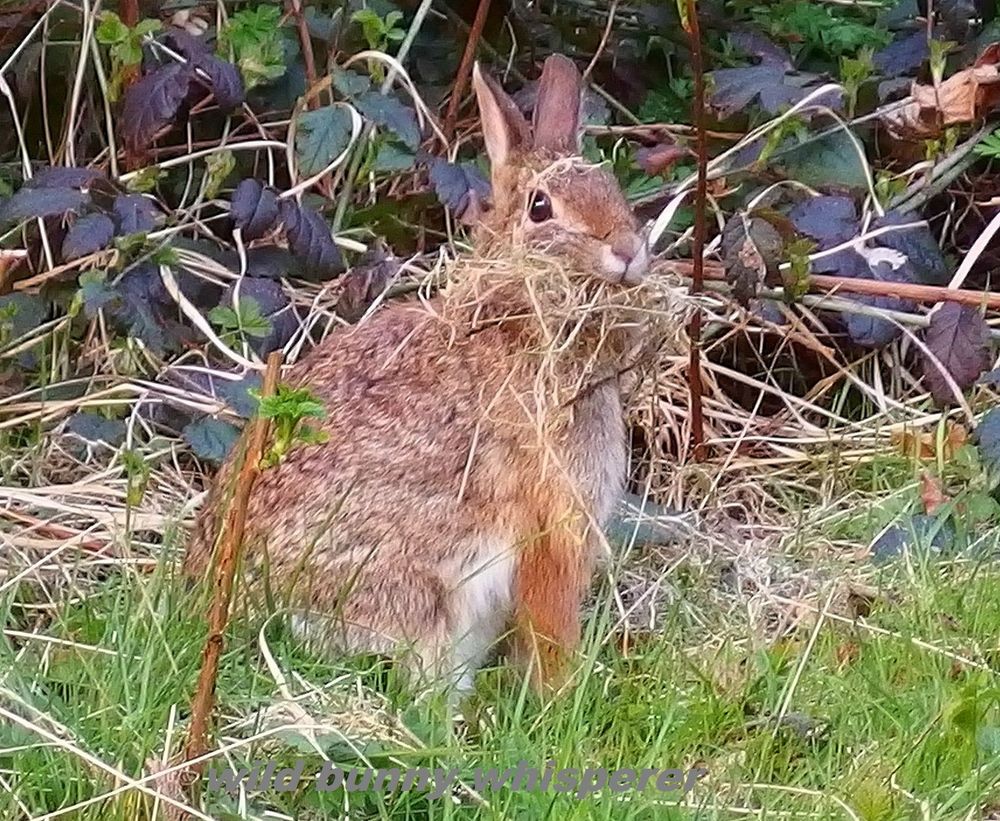 Nearly 2-year-old brown eastern cottontail with long dried grass in her mouth. Mama Topaz is building a nest!