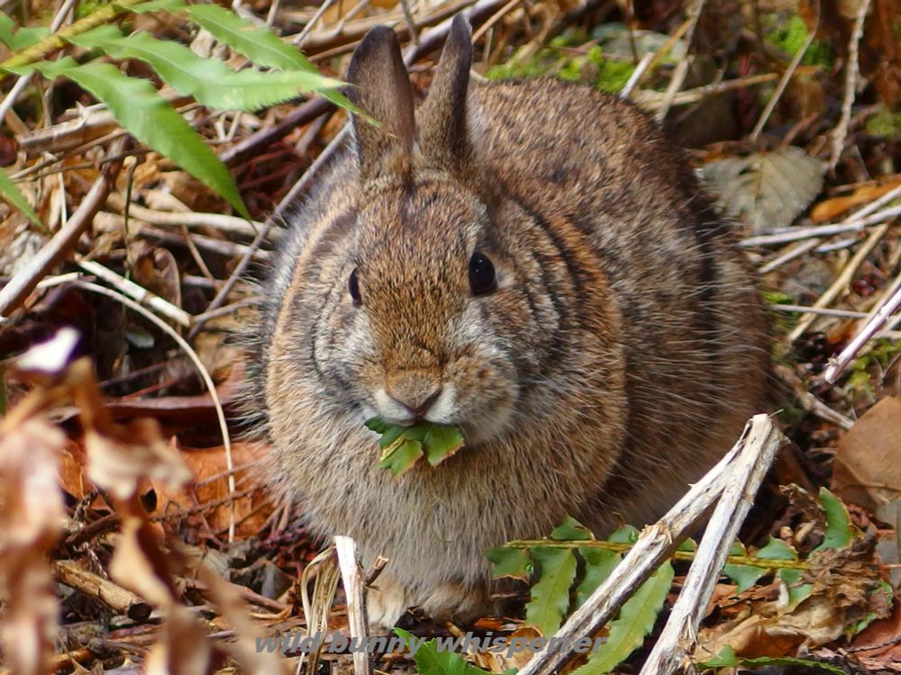 10-month-old brown eastern cottontail bunny all fluffed up for winter is in the "loaf" position on a bed of dead leaves and twigs. Peanut looks like a ball of fur as she eats some green fern on this day 2 years ago. 