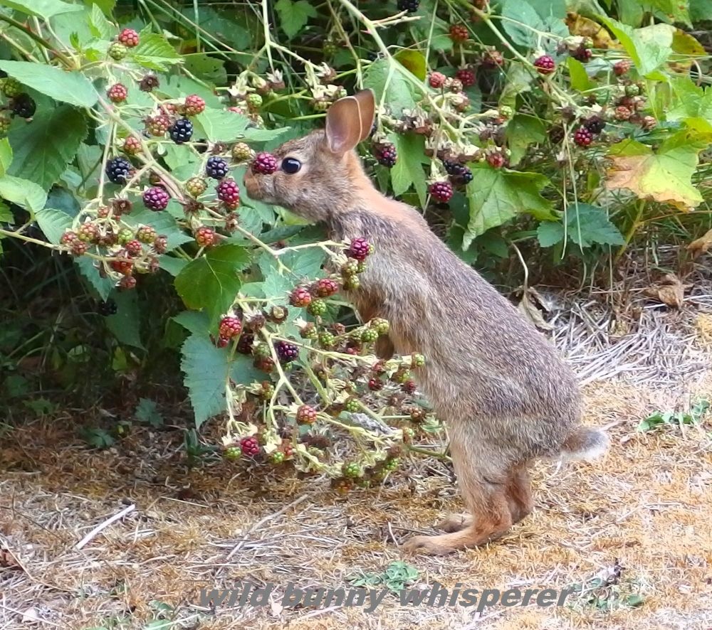 Nearly 2-month-old brown eastern cottontail bunny on her hind legs reaching for a blackberry surrounded by unripe berries. Topaz was born to Peanut here in June 2023 and never left. She's a sweet-natured bun who allowed her 2 sisters (Ruby and Agate) to become the dominant does here, choosing to be a more relaxed mama. It's now been 2 months since I last saw her, by far the longest. It's not that unusual for mamas to disappear for a few weeks at a time during mating season, but it is unlike Topaz. We just miss her and want to see her back home safe and sound. In the past I would post such things on FB and somehow bringing awareness and attention to the missing bun made them come out from hiding or back from wherever they were. Hoping this post does the same for our mama Topaz. Her playlist is in comments.