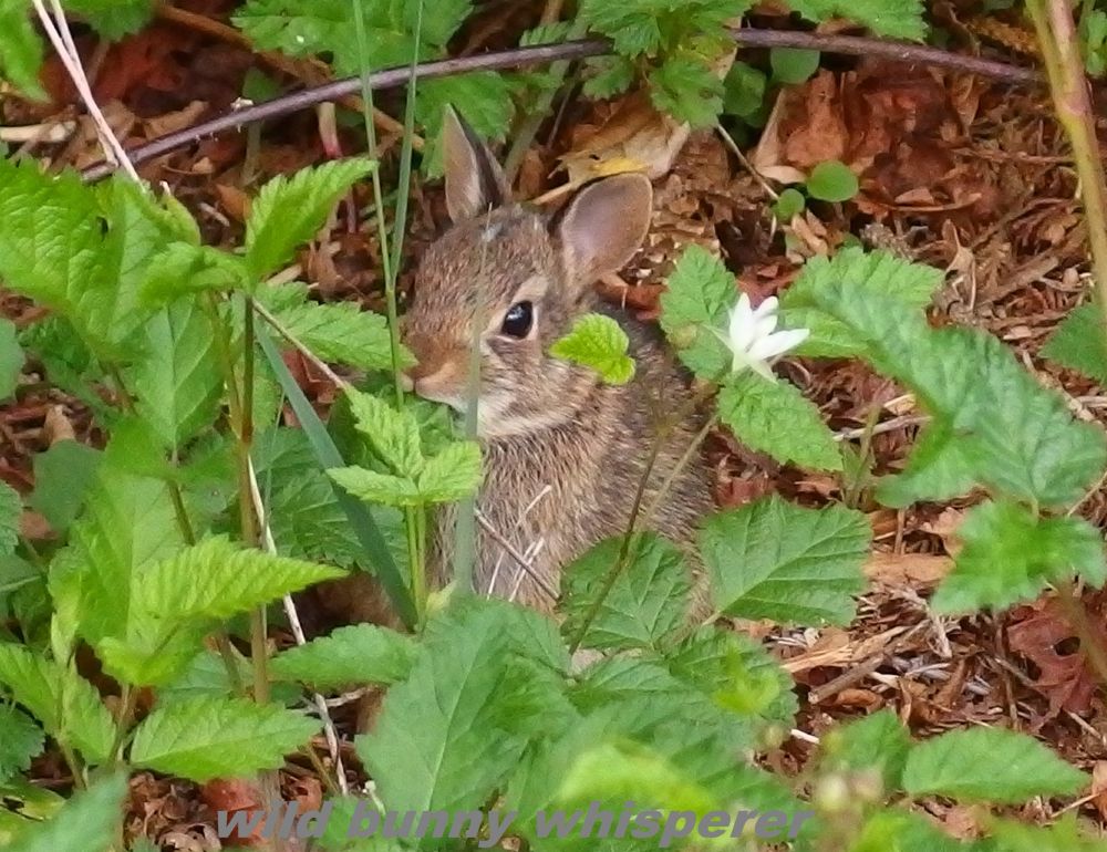2-week-old brown eastern cottontail kit has a green leaf in their mouth and is surrounded by native blackberry vines. This tiny one has just left their nest, but is staying nearby so they can come back to nurse.