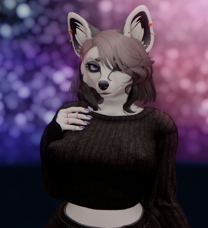 Niku, arctic fox with black details, staring at the viewer with a wool sweater.