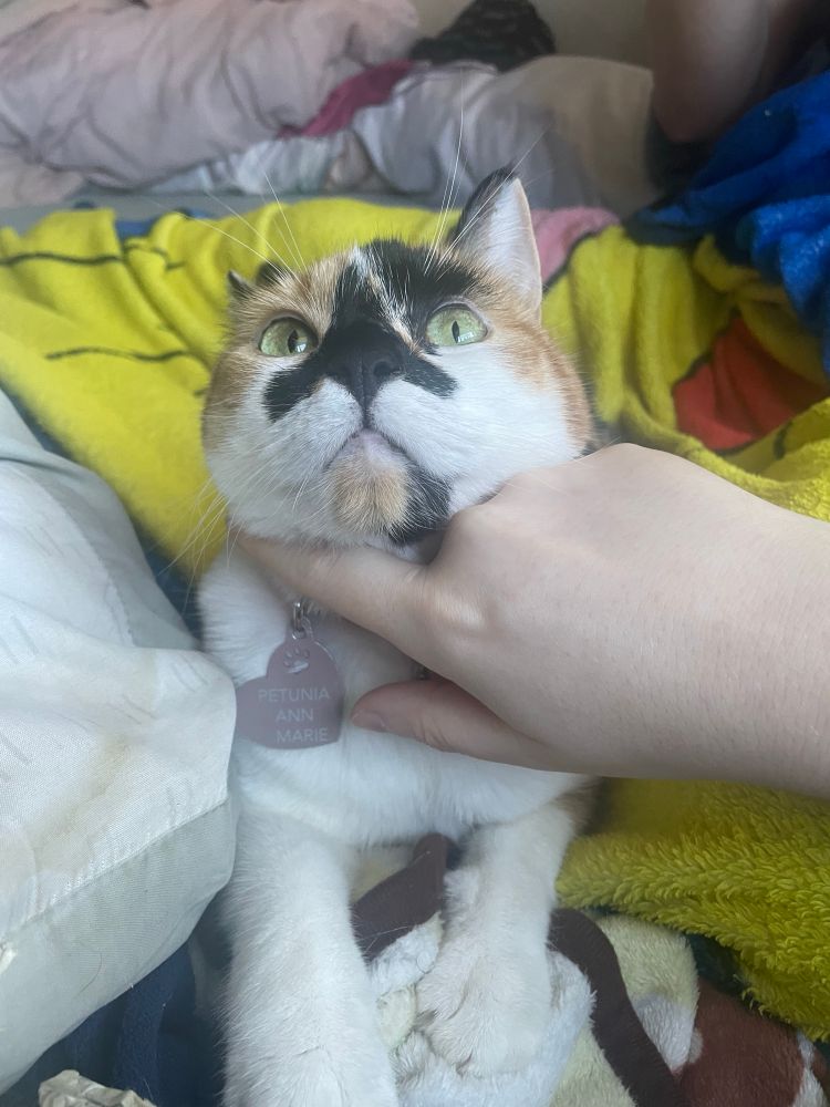 My cat Petunia with a wide eyed gaze as I gently scritch her chin with my hand. Her paws are outstretched in front of her, mid biscuit.