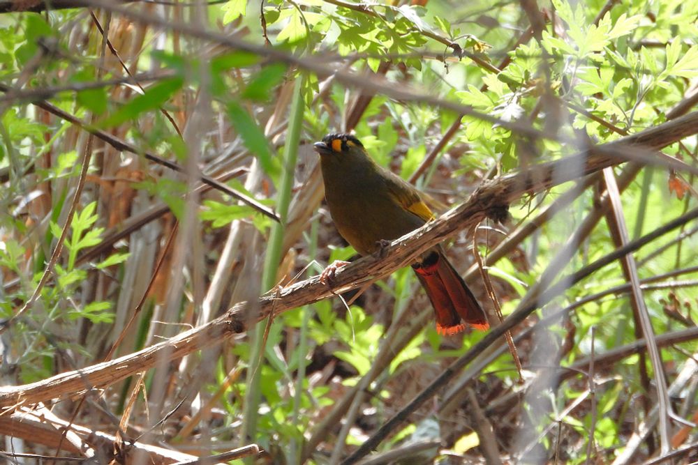 Bugun Liocichla at Eaglenest WS, Arunachal Pradesh.