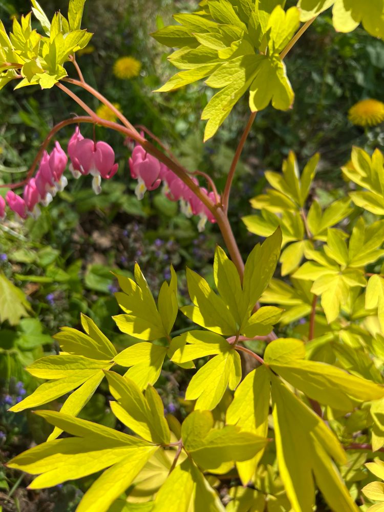 Lamprocapnos spectabilis 'Gold Heart' bleeding heart plant. Filtered afternoon sunlight. Delicious dandelions can be seen in the background.