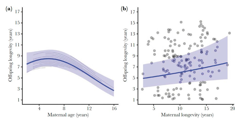 Offspring longevity for bighorn sheep at Ram Mountain, Alberta, Canada (1971-2013). Solid lines represent model predictions for female
offspring under average female density conditions (results for male offspring are reported in Table 1). Shaded bands represent 95% confidence
intervals while gray lines are modeled trends for individual mothers. (A) Offspring longevity as a function of maternal age at birth. (B) Offspring
longevity as a function of maternal longevity, estimated by the age at last sighting