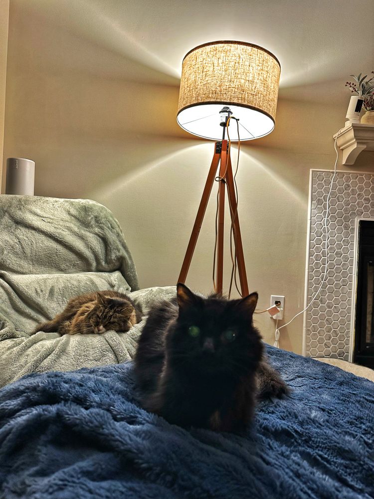 Black cat  on a fuzzy blue blanket with brown tabby Maine Coon curled up on a sage colored fuzzy blanket in the background. 