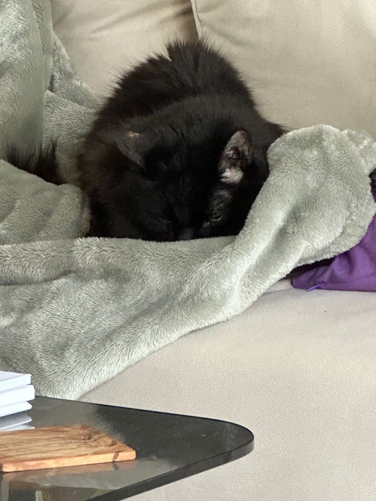Black cat sulking on light green blanket with its nose tucked into down.