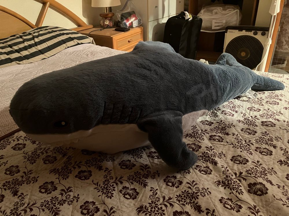 Blahaj plushie on bed, a gift from a close friend
