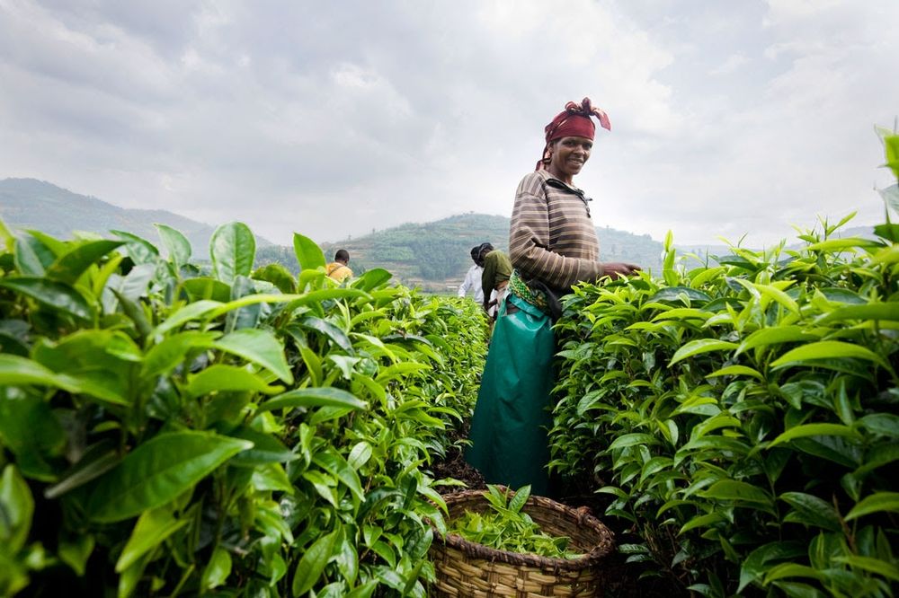 Woman plucking tea in Rwanda