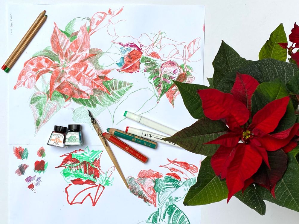 Photo taken from above - poinsettia plant to the right - leaf bracts red and green complimentary colours, small yellow flowers in centre.
Main part of image - several observational drawings of the plant, in a variety of media - coloured pencil, ink, dip pen, water soluble markers - all shown next to the drawings. Some more complete than others - an experimental study sheet using only red and green materials.