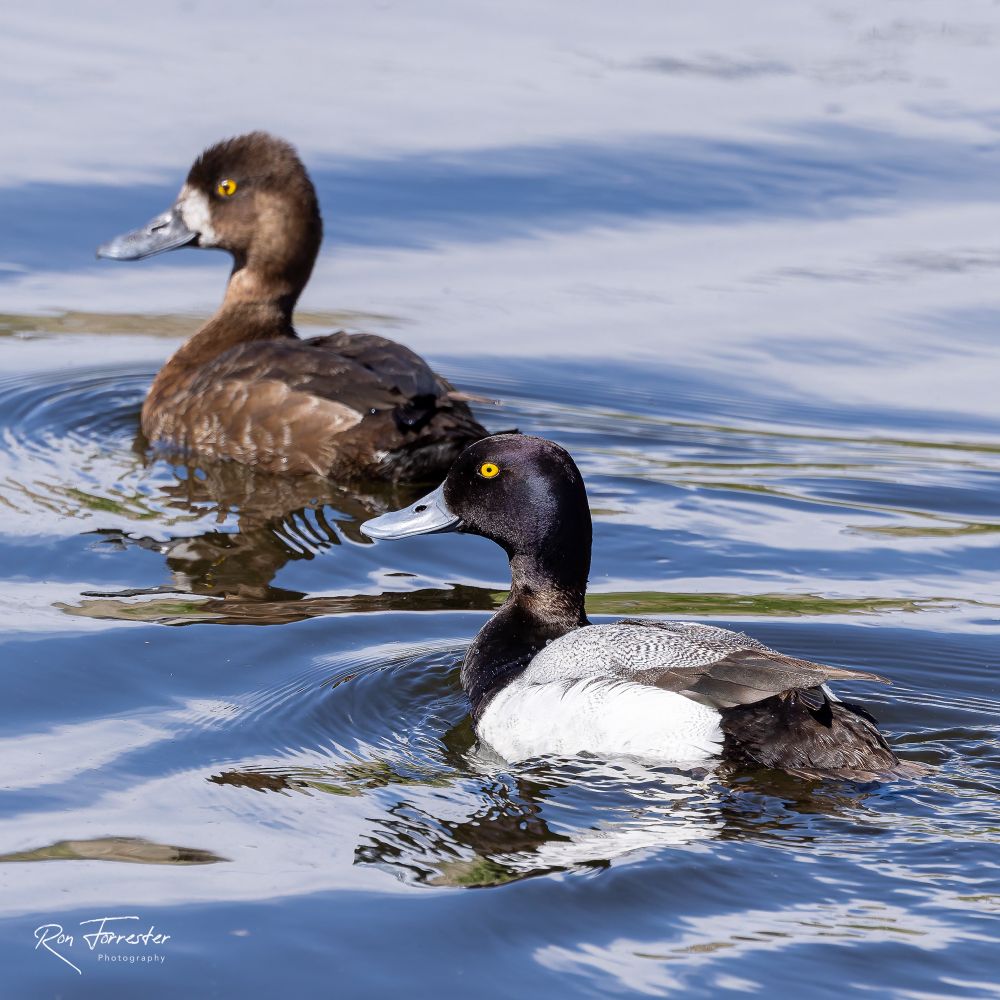 Pair (male/female) of Lesser Scaup ducks floating nest each other in the water looking at the camera warily. 