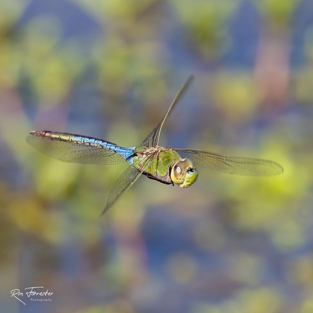 Common Green Darner, the largest dragonfly in North America  