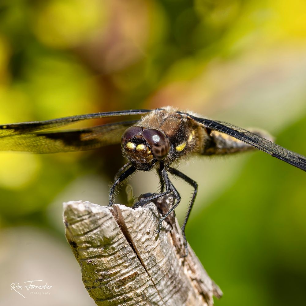 Eight Spotted Skimmer