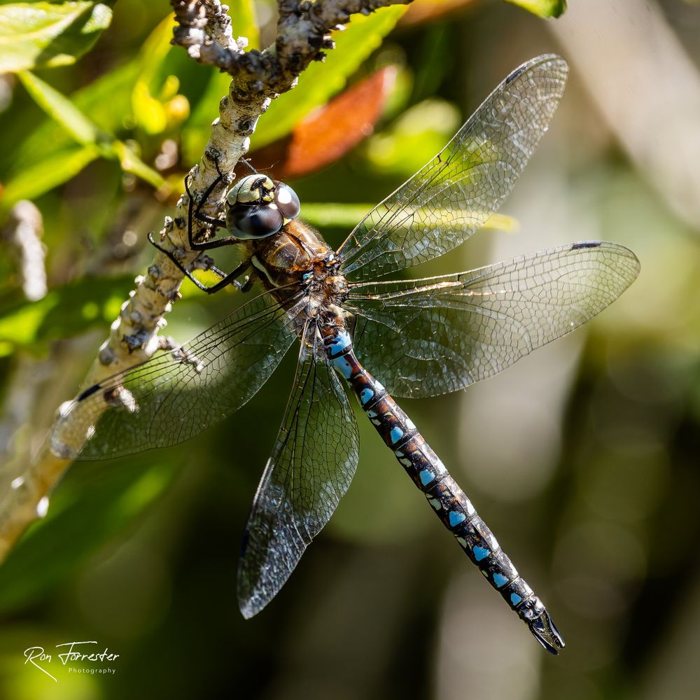 California Darner. 