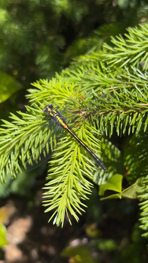 Pacific Club-tail - have never seen the orange like that. So beautiful. This is a female.  
