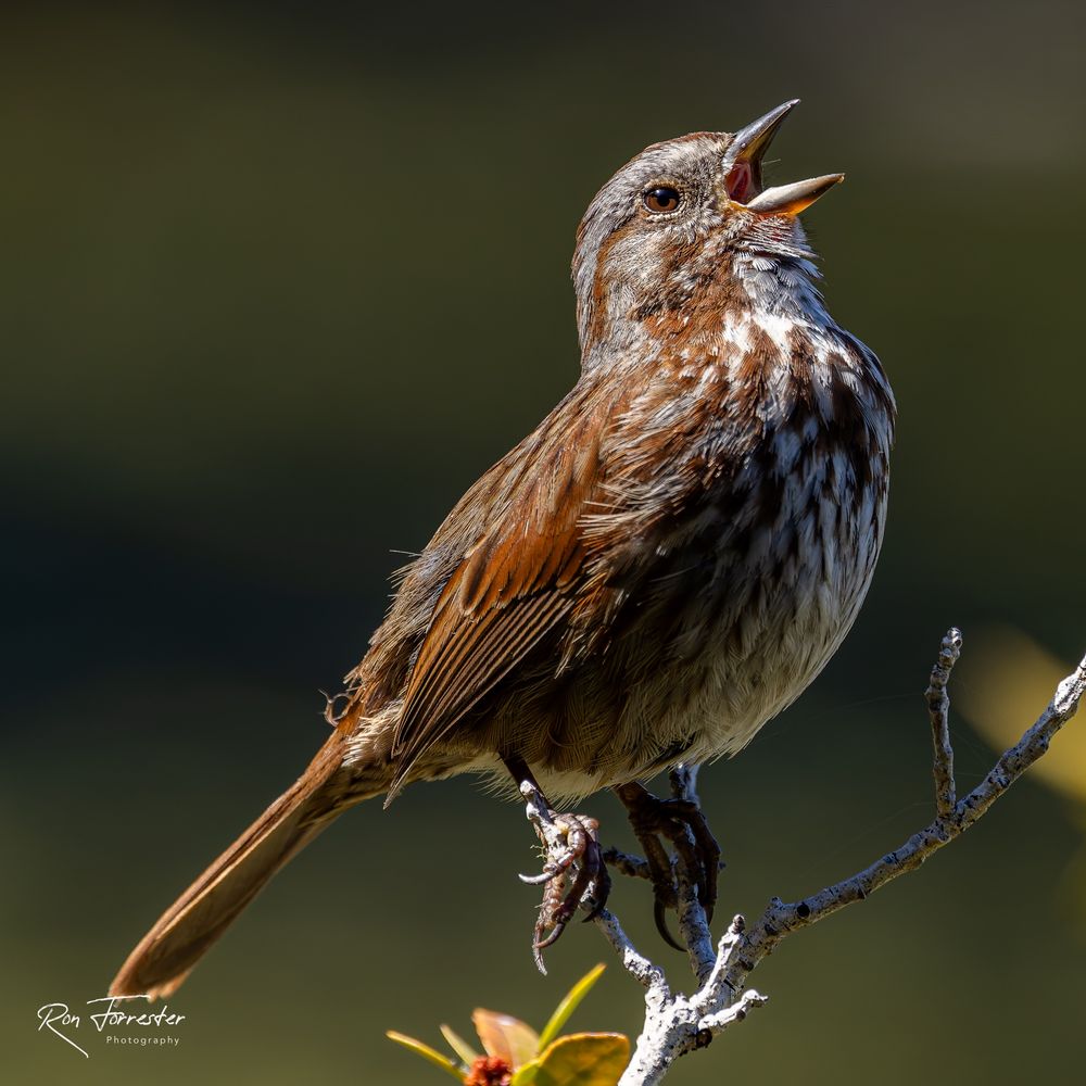 Song Sparrow perched close to camera in profile, head up and beak open singing its little heart out. 