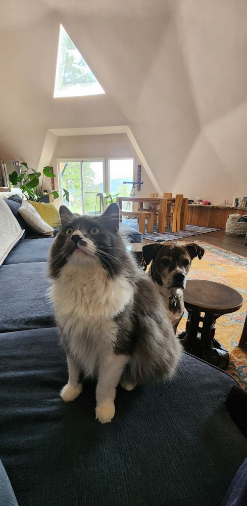 Grey and white fluffy cat sitting and looking up at the plate of cheese and crackers just out of camera range. Brown brindle dog is behind the cat, giving the human a guilt riddled look because he also wants cheese and crackers. 