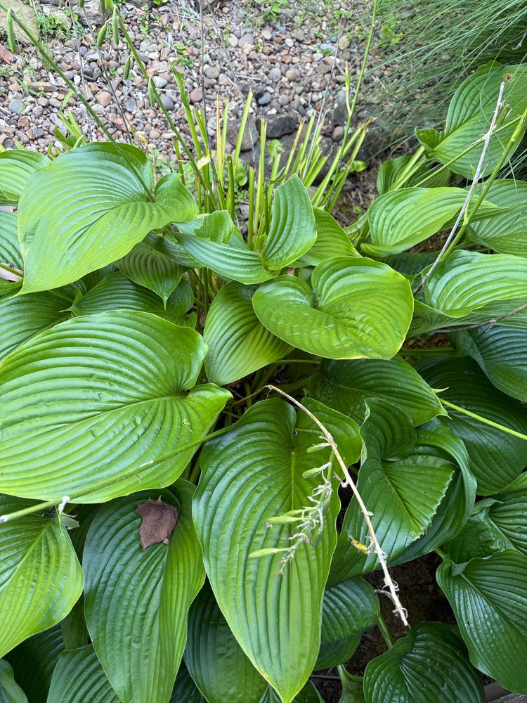 Large Empress Wu hostas that’s been snacked on by deer. 
