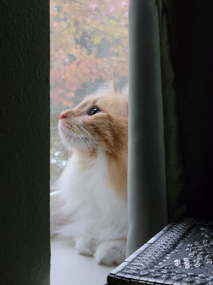 An orange cat behind a curtain with falls leaves behind him.