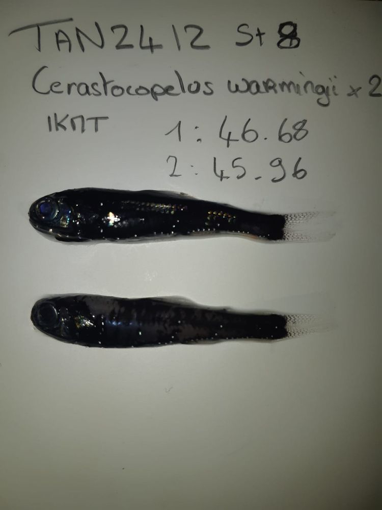 lanternfish (myctophids) from the voyage