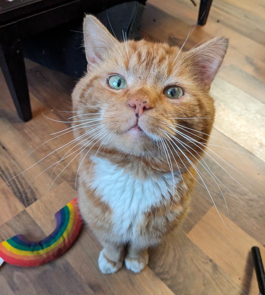 Bilbo sits upright on the living room floor, looking happily into the camera with his massive face. His eyes lit by the sun outside, he says "I am sitting politely"