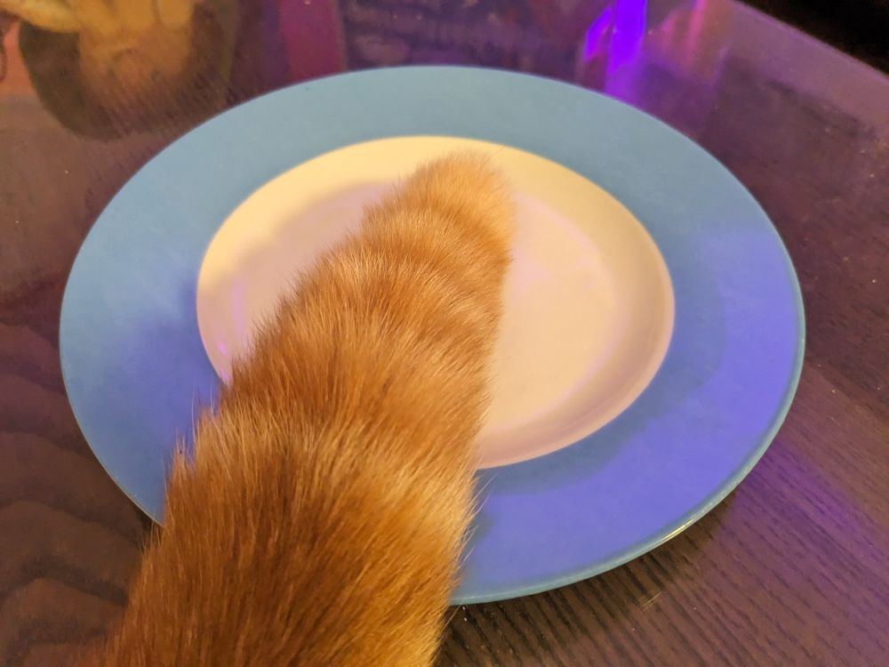 A photo of Bilbo's fluffy tail perched delicately on a blue saucer. He says "bone appetite"