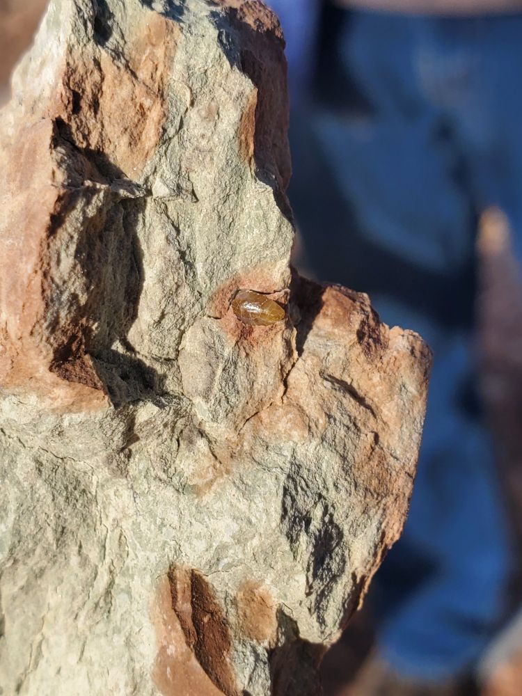 A tan Lissodus tooth embedded in mottled brown and green mudstone. The tooth's surface is largely smooth.
