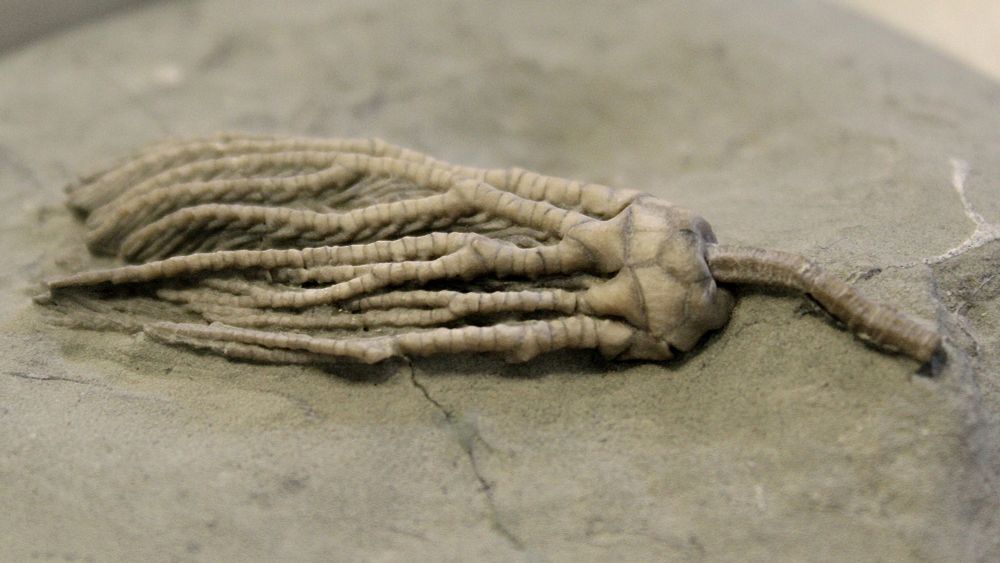 The crown of a crinoid sits just within smooth grey rock, its arms gently folded over one another as it lays on its side. A partial stalk extends from the bottom of the crinoid's crown (the calyx), appearing as if it's just been separated from the rest of its body.