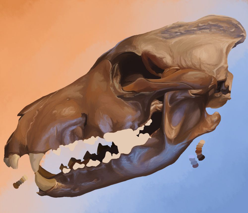 A digital illustration of dire wolf skull in profile facing left. The skull has mostly been painted in varying shades of brown, orange, and blue, and blue highlights outline raised points of the skull. Nearly everything has been painted, save for the teeth, which remain a light tan.