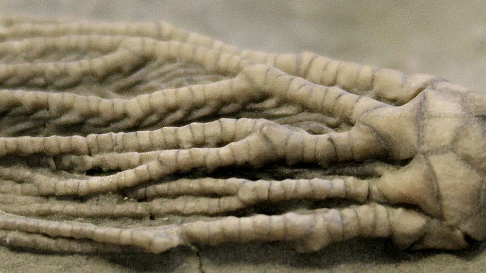 A cropped image with a closer view of the crinoid's long, tendril-like arms and rounded calyx. Small, feather-like extensions (pinnules) hang from the arms and gently drape over one another.