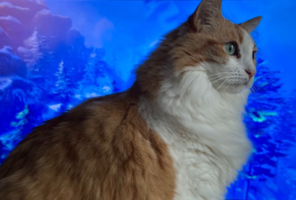fluffy orange and white cat stares off into the distance while standing in front a screen showing the low poly snowy landscapes and trees of Valheim
