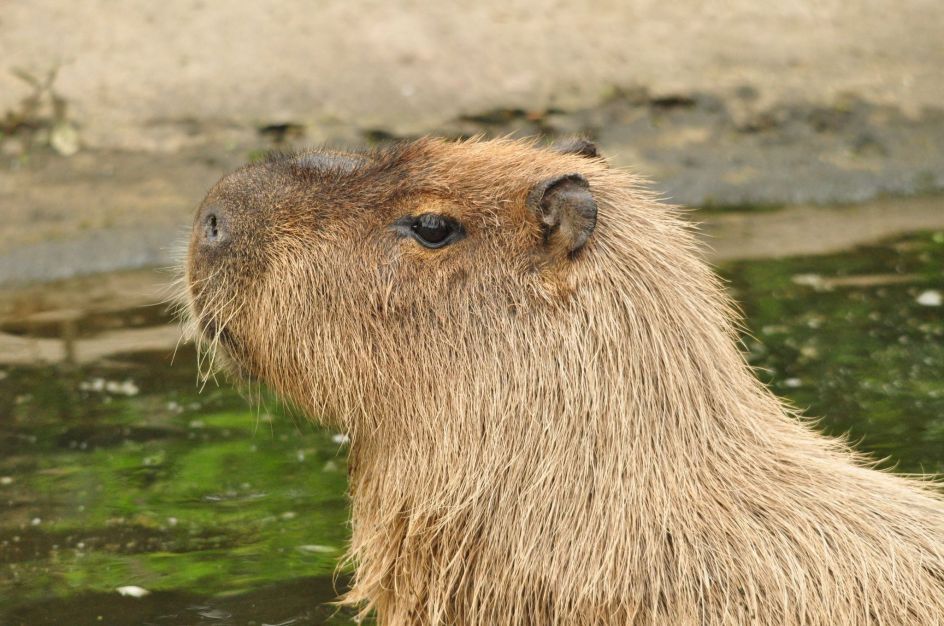 Capivara brasileira foge de zoológico na Inglaterra; equipes buscam o animal | CNN Brasil