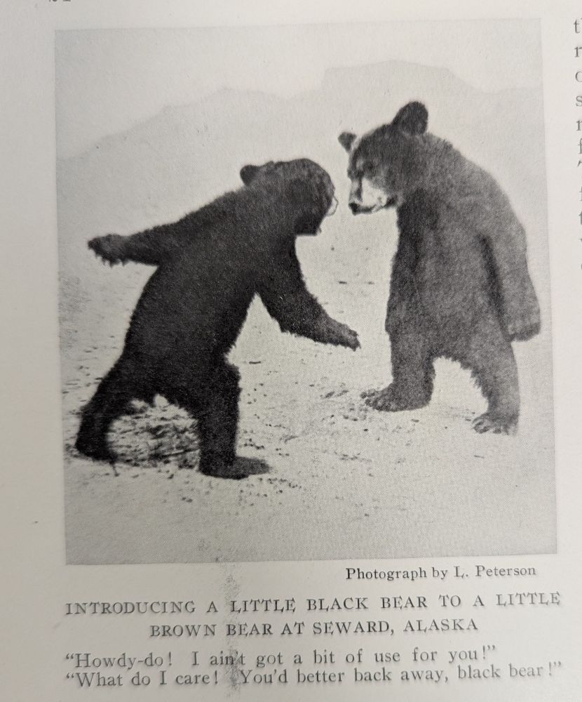 photo of a black bear and brown bear cub facing each other on two legs. caption reads "introducing a little black bear to a little brown bear at seward, alaska. 'howdy-do! i ain't got a bit of use for you!' 'what do i care! you'd better back away, black bear!'"