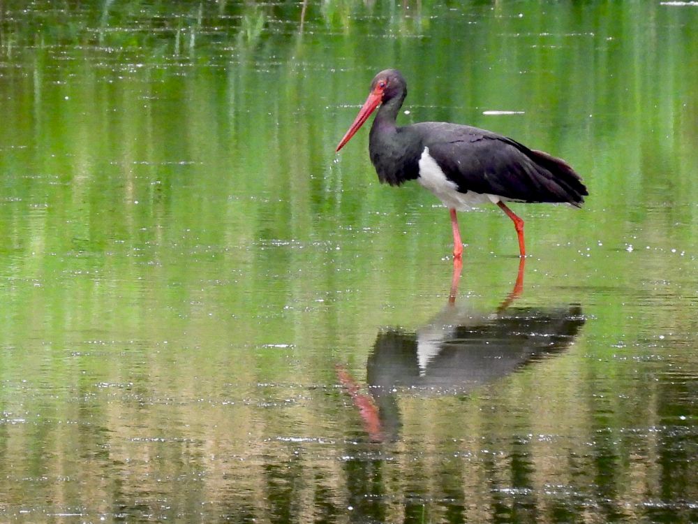 A black stork, standing in water, seen from the side. Slightly disturbed reflection in the water.