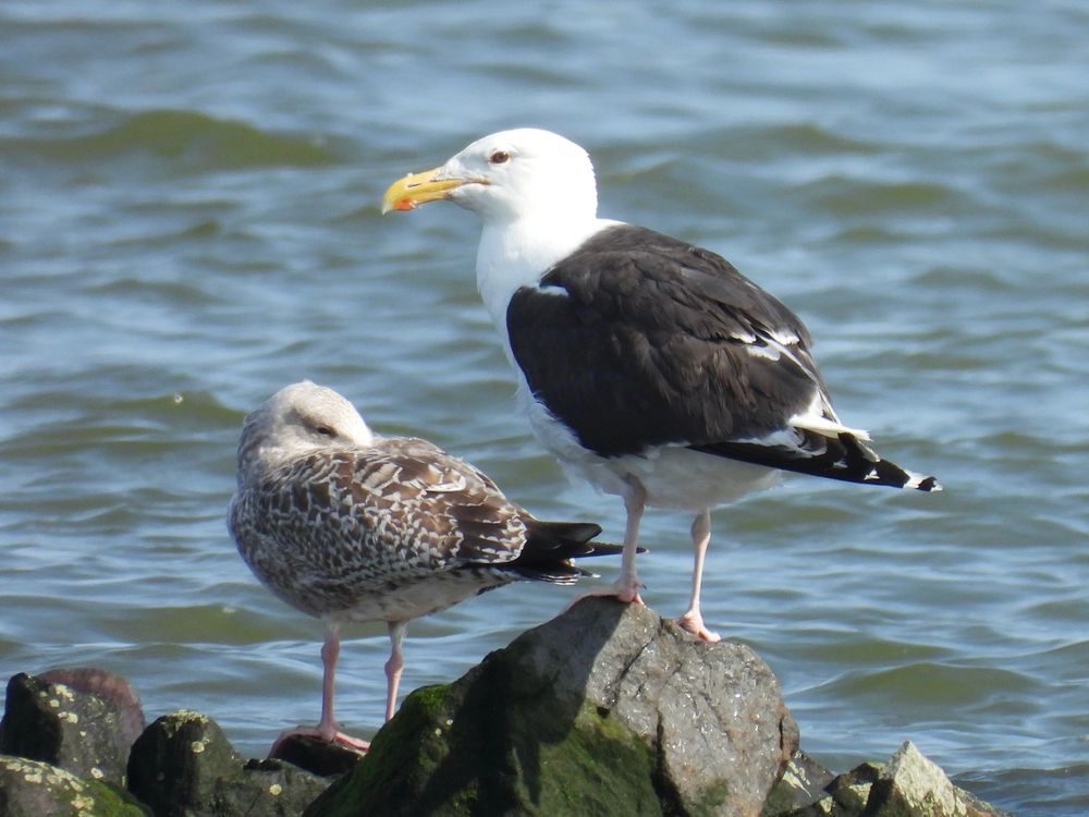 Two gulls perched on rocks near rippling water. One is a large Great black-backed gull, with black mantle, huge bill and a fierce look. the other is a young brownish herring gull looking small next to its neighbour. The herring gull is sleeping.