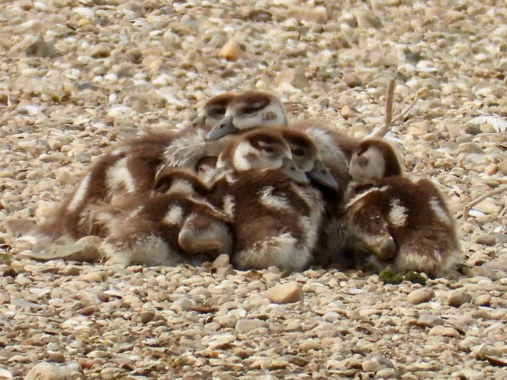 A group of goslings, huddled together on a river bank