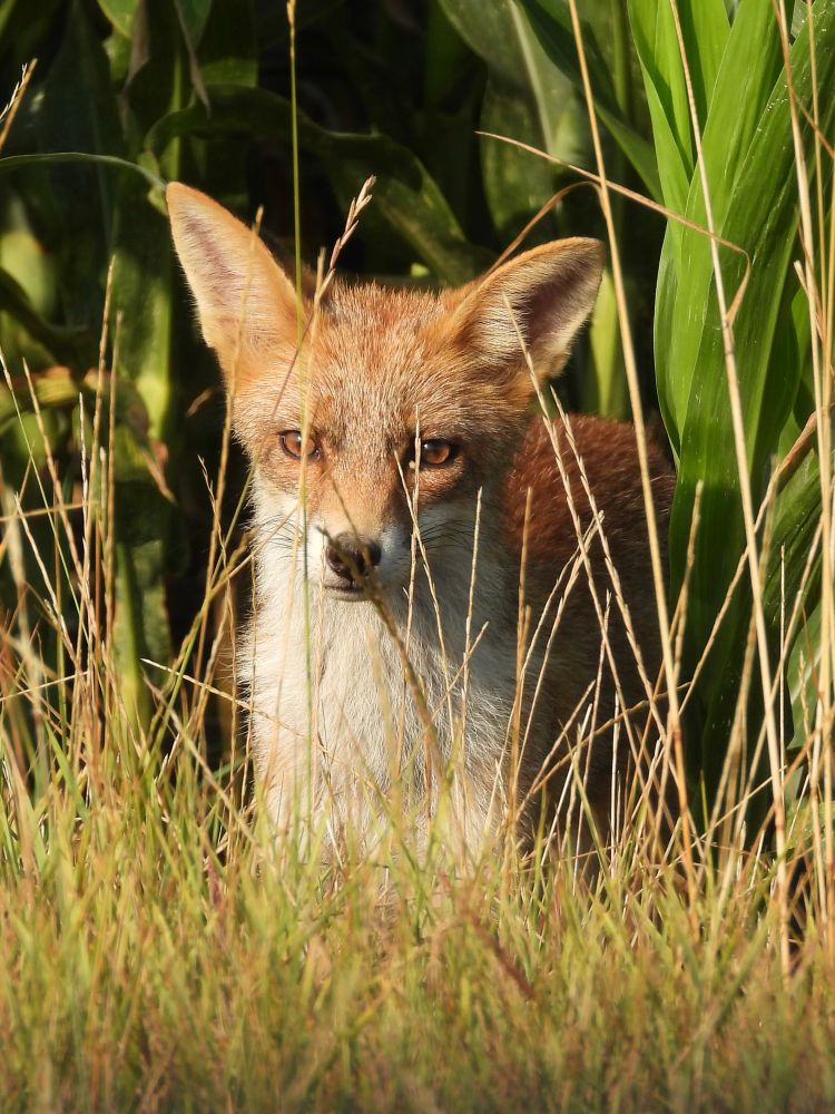 Red fox in front of a corn field, partly hidden by grasses. Looking in the direction of the camera.