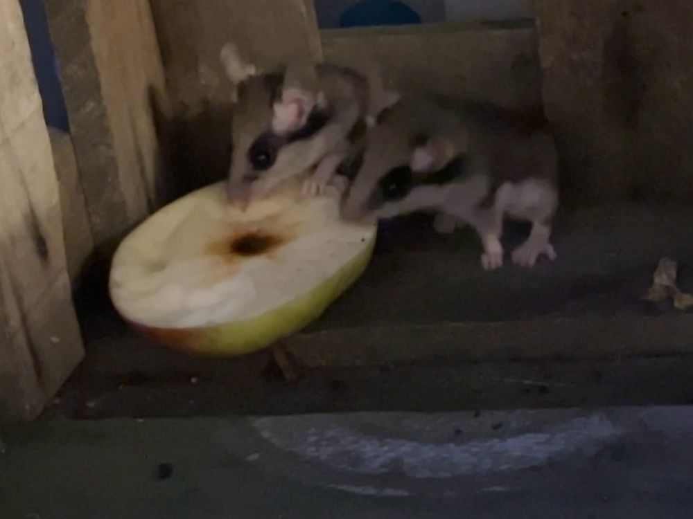 Still from the video above. Both young dormice eating on an apple slice.
