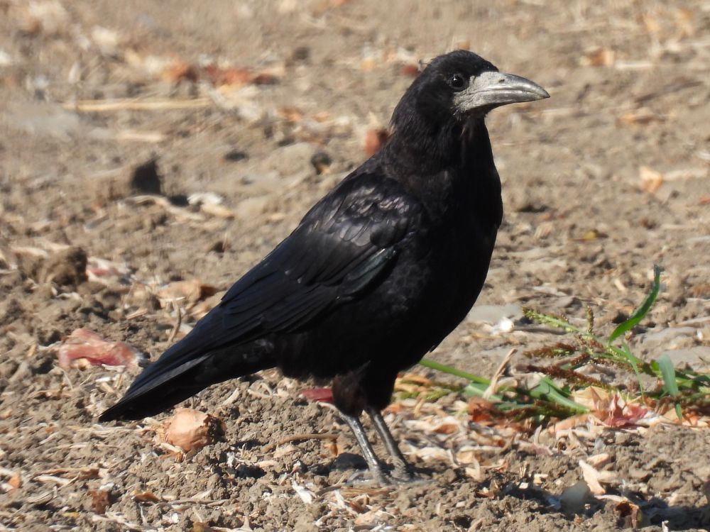 A rook, a black crow with a white unfeathered area round the beak, standing on a harvested field. 