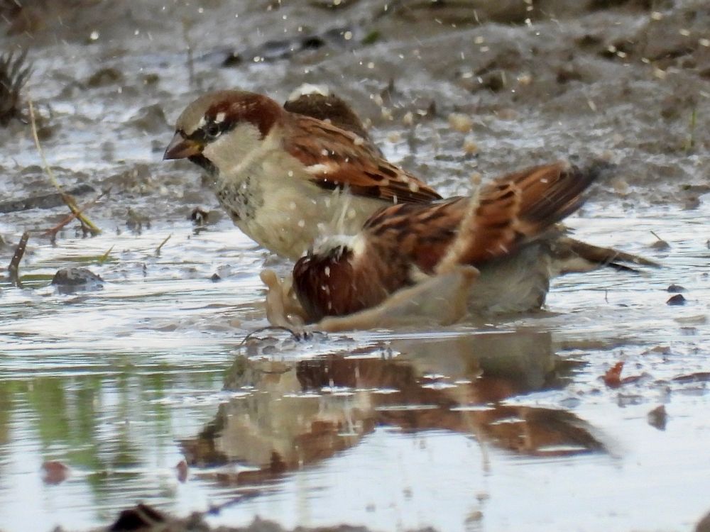Two brown and white sparrows, bathing in a muddy puddle. One is dipped in the water and splashes drops into the air. The other one is sitting behind it.