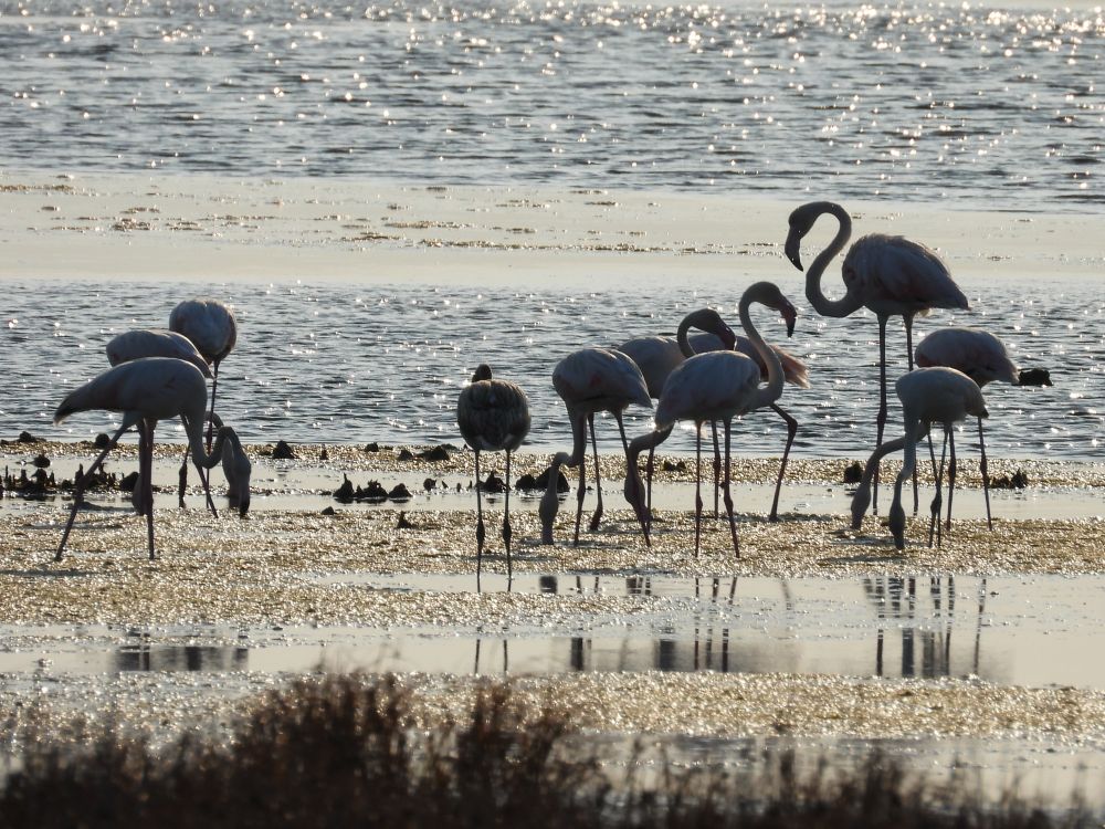 Flamingos feeding in a pond. Photographed from the distance against the light.
