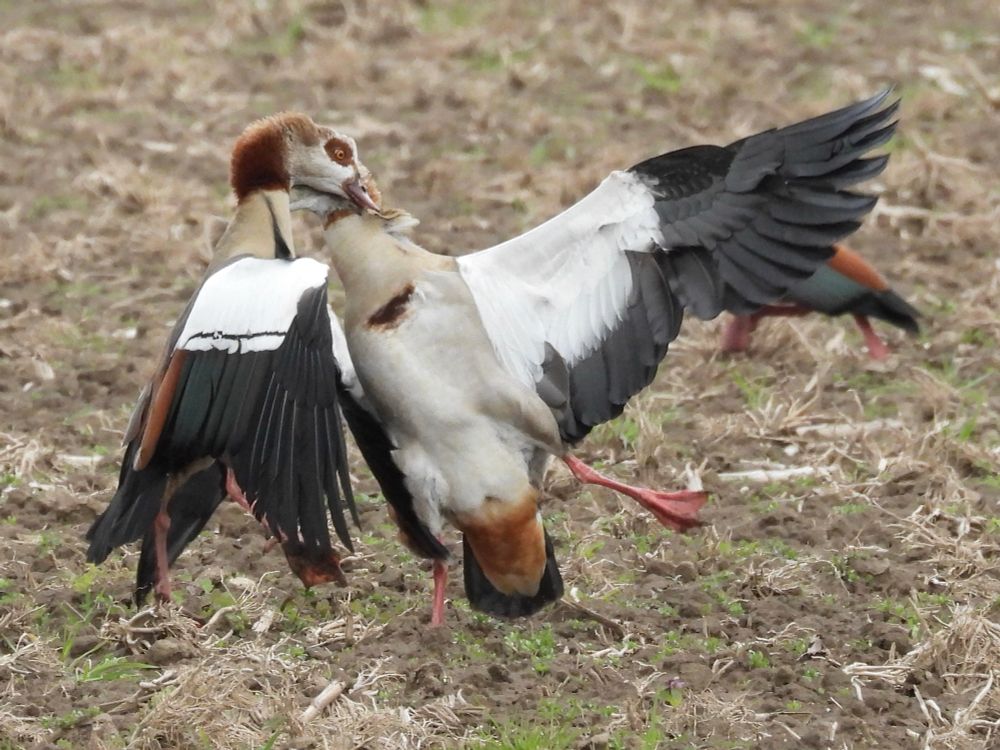 Picture series
Two geese fighting with raised wings, attacking each other with their beaks (2 photos)
The next two photos are similar to the one in the first post.