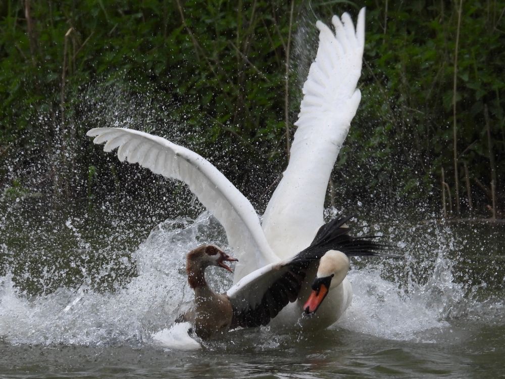 Goose and swan, fighting. The goose tries to ward of the much bigger swan with its wings, its beak is open. The swan has risen both wings and is pushing forward with lowered head. Splashes of water around them.