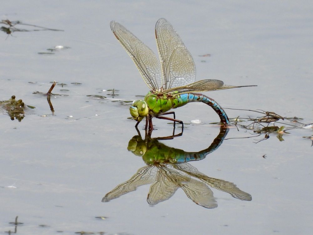 Big green-blue dragonfly, sitting on water surface. The torax is bent into the water to lay eggs.