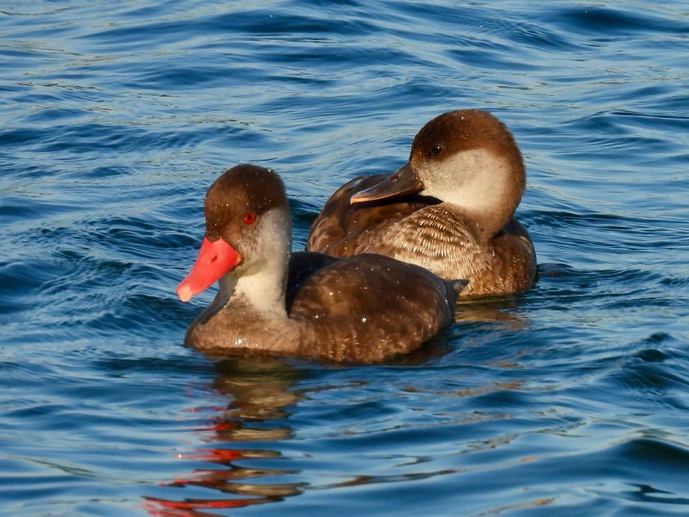 Two dark-brown ducks, one eclipse male with with reddish-orange bill, one female with brown bill, float on gently rippling blue water. Their distorted reflections shimmer below.