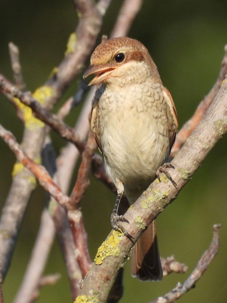 A small, light brown bird with dark eyes and brown eye mask, perches on a lichen-covered branch. Its beak is slightly open. The background is blurred.