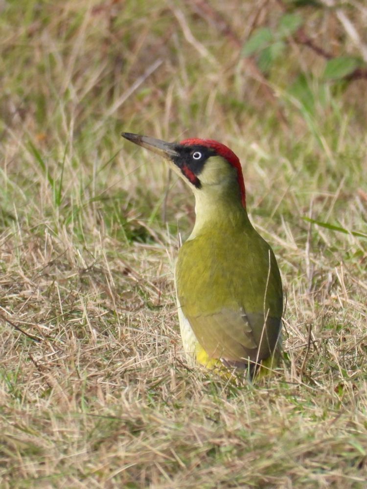 A green woodpecker standing on dry grass. The bird has a vibrant green body, a red crown, and a distinctive black and white face. At the end of the beak there is some soil from digging for ant nests