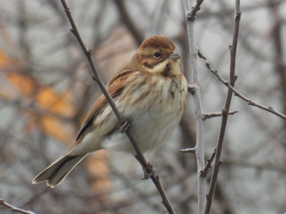 A small bird with brown and cream-colored plumage perched on a thin, leafless branch. The bird has a slightly fluffed appearance, and the background shows blurred trees and foliage