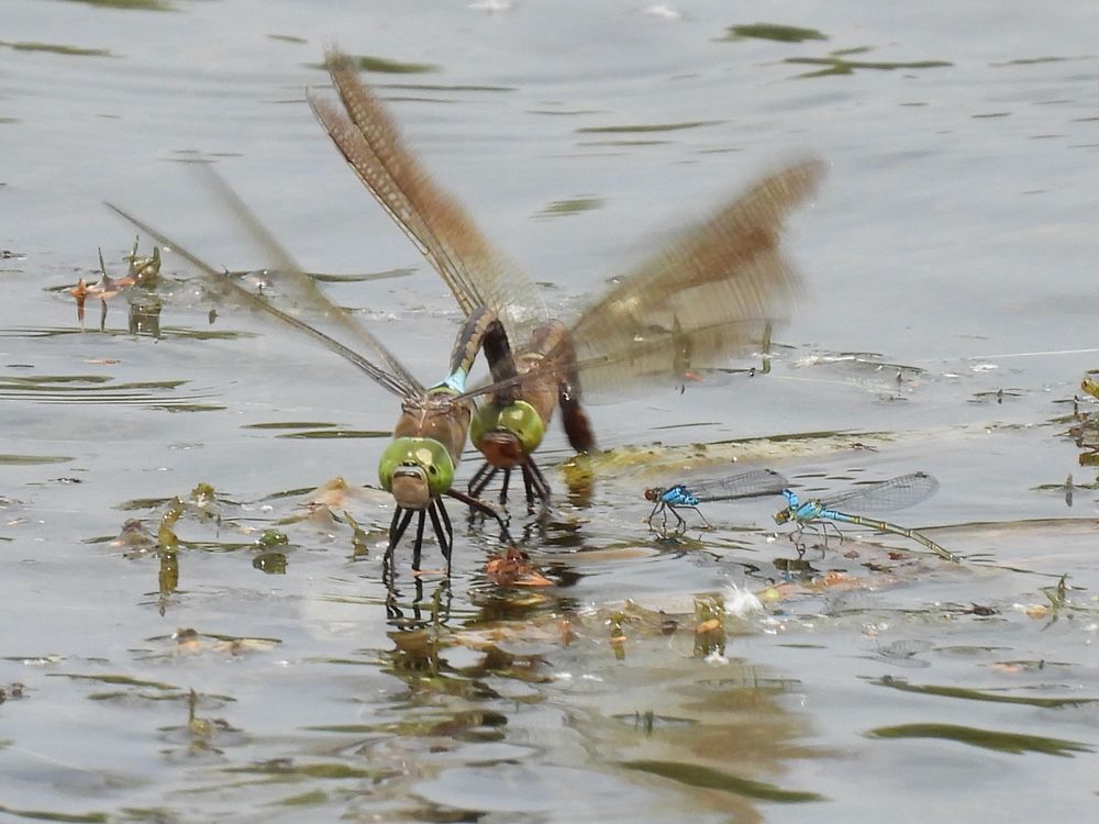 Two pairs of mating dragonflies. One pair is very big, the others are very small. The bigger pair is about to take off.