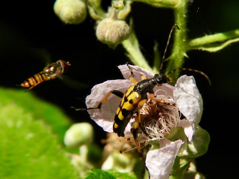 Yellow-black beetle on a flower. In the left part of the picture a hover fly waits for its chance to visit the same blossom
